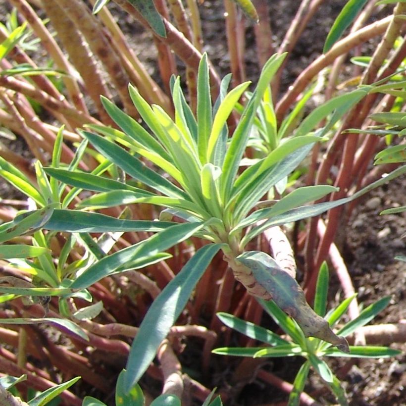 Euphorbia characias Black Pearl - Palisaden-Wolfsmilch (Foliage)