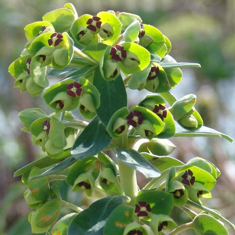 Euphorbia characias Black Pearl - Palisaden-Wolfsmilch (Flowering)