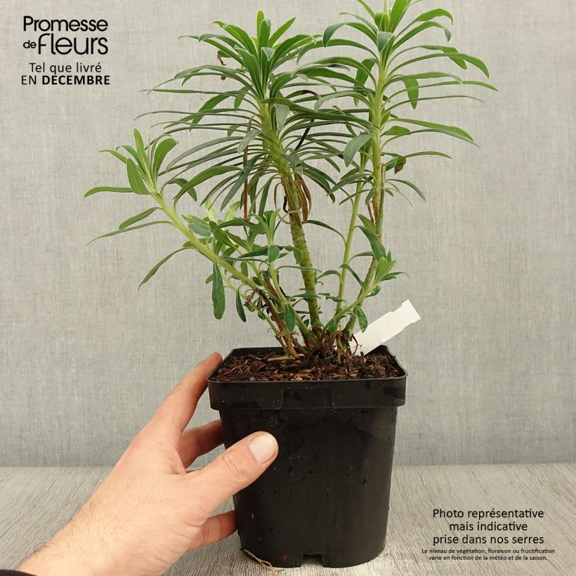 Exemplar von Palisaden-Wolfsmilch - Euphorbia characias Topf mit 2L/3L wie im Herbst geliefert