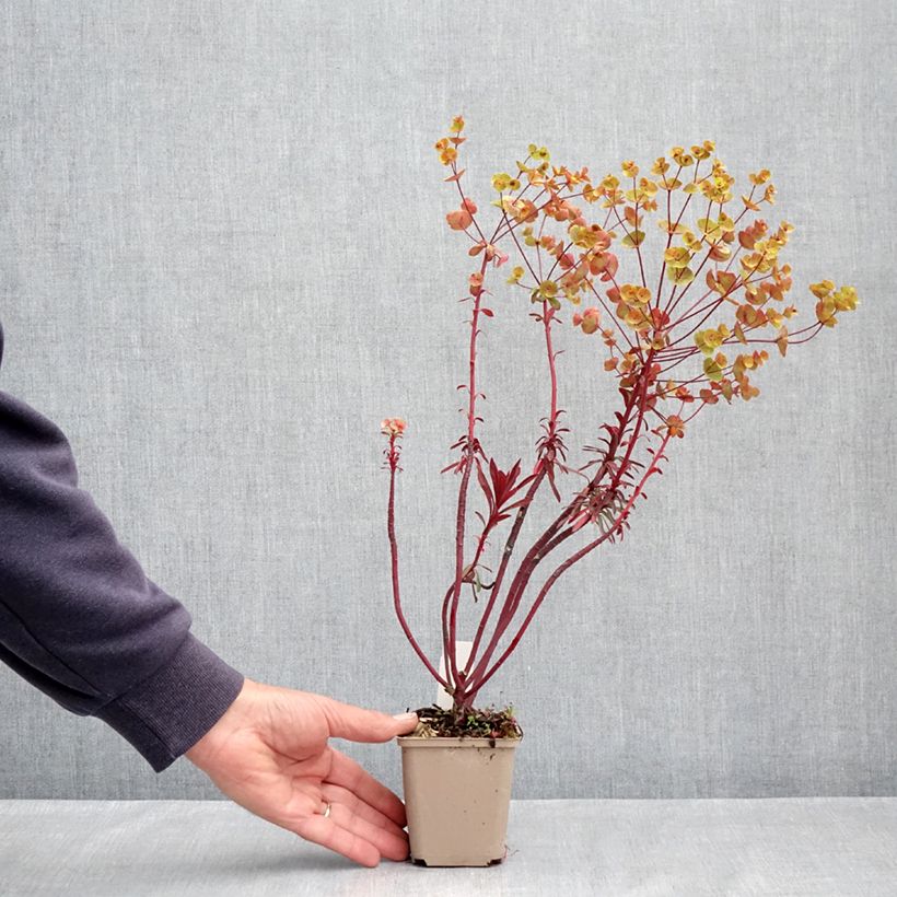 Exemplar von Euphorbia characias Miners Merlot - Palisaden-Wolfsmilch Kleine Töpfe von 8/9 cm wie im Frühjahr geliefert