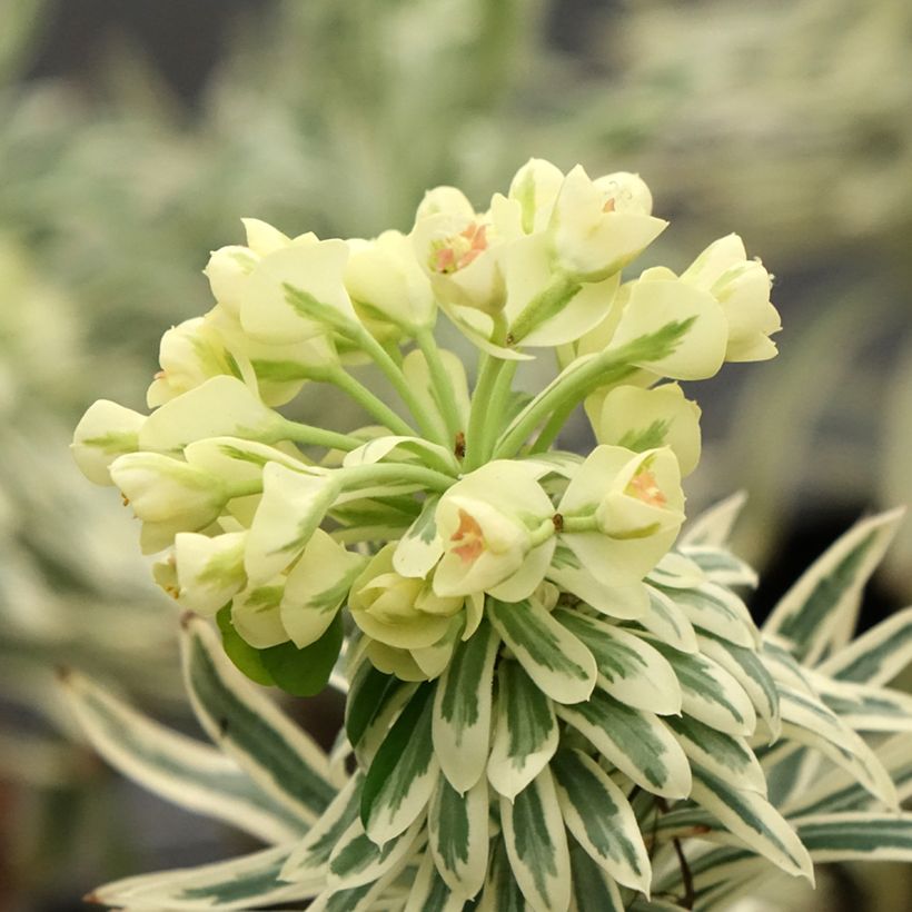 Euphorbia characias Tasmanian tiger - Palisaden-Wolfsmilch (Blüte)