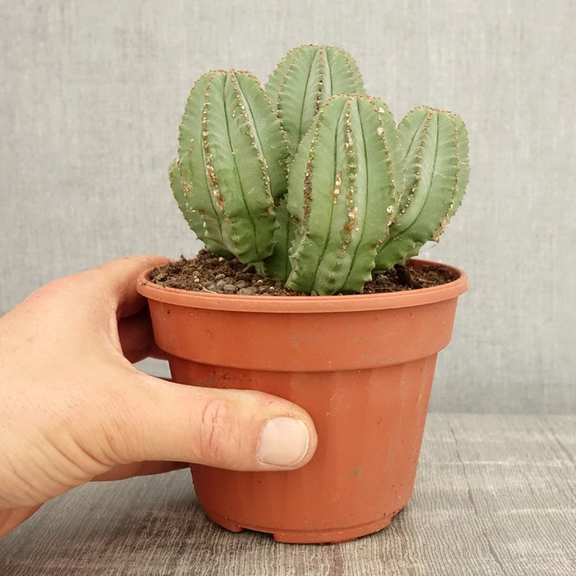 Exemplar von Euphorbia glauca - Wolfsmilch Topf 12 cm / 13 cm wie im Frühjahr geliefert
