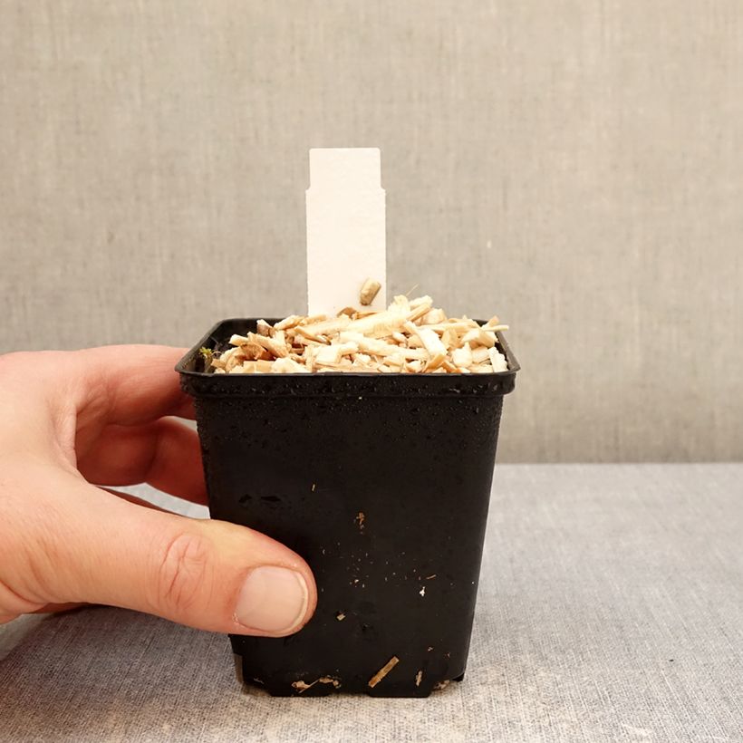 Exemplar von Euphorbia griffithii Dixter - Griffiths Wolfsmilch Kleine Töpfe von 8/9 cm wie im Winter geliefert