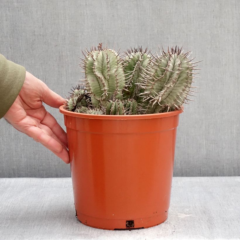 Exemplar von Euphorbia horrida Topf mit 4L/5L wie im Winter geliefert