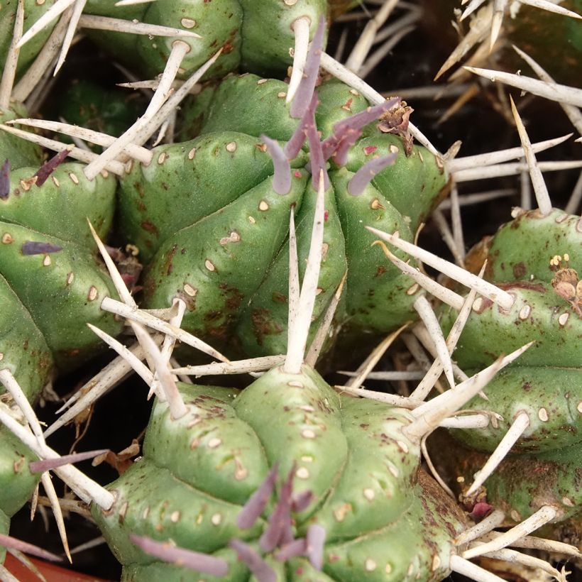 Euphorbia mammillaris (Laub)