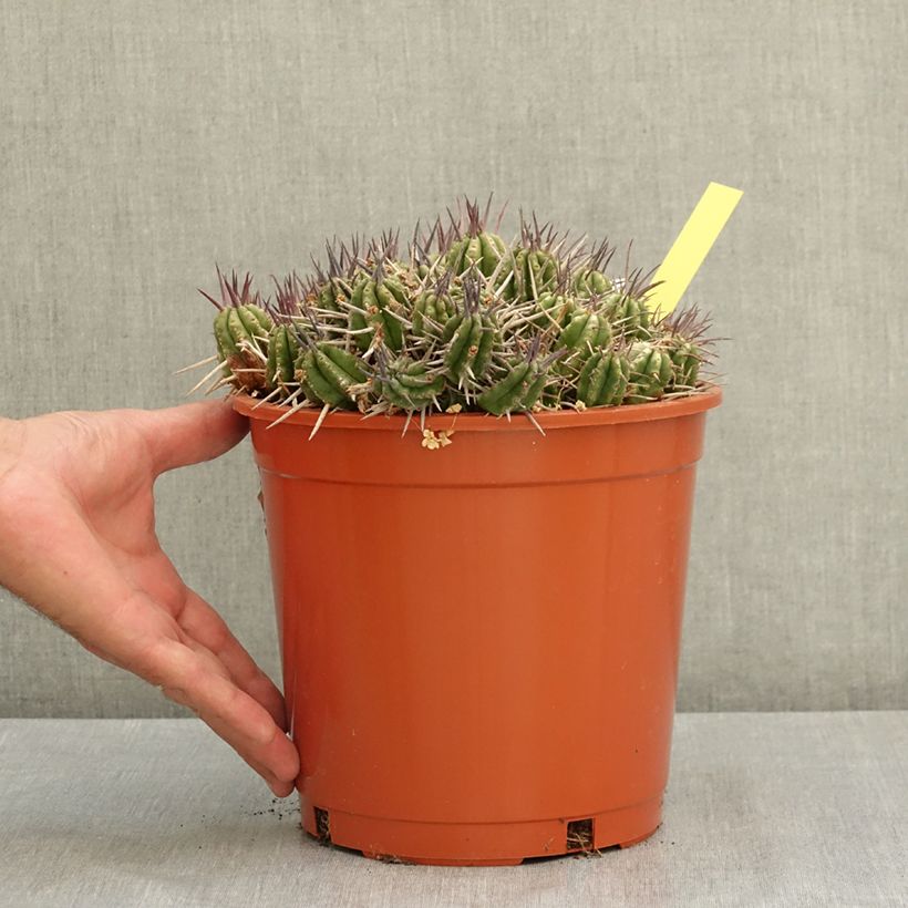 Exemplar von Euphorbia mammillaris Topf mit 4L/5L wie im Sommer geliefert