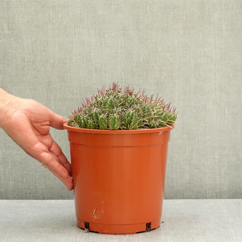 Exemplar von Euphorbia mammillaris Topf mit 4L/5L wie im Frühjahr geliefert