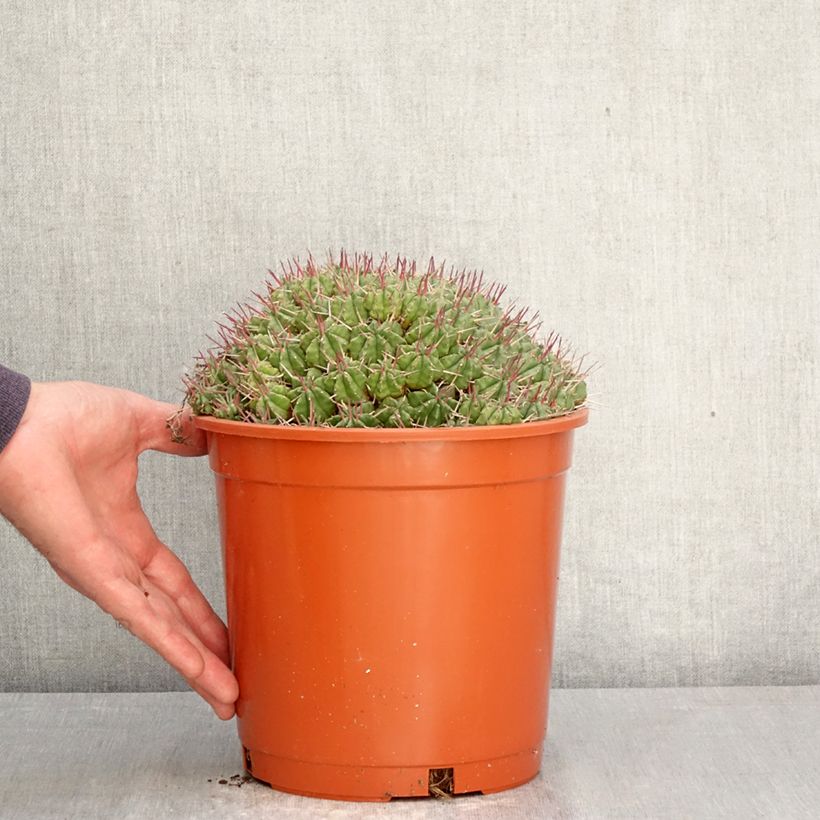 Exemplar von Euphorbia meloformis Topf mit 4L/5L wie im Frühjahr geliefert