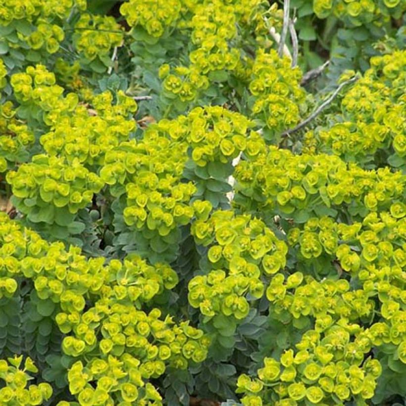 Euphorbia myrsinites - Blaugrüne Wolfsmilch (Wuchs)