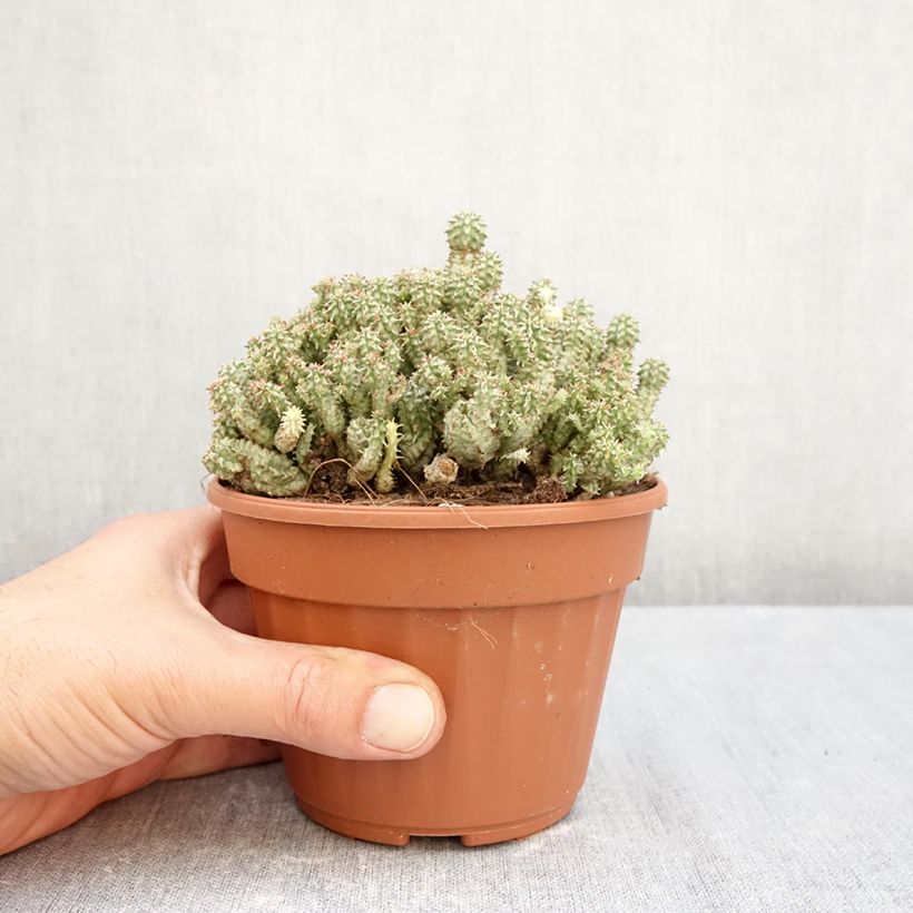 Exemplar von Euphorbia submammillaris - Wolfsmilch Topf 12 cm / 13 cm wie im Herbst geliefert