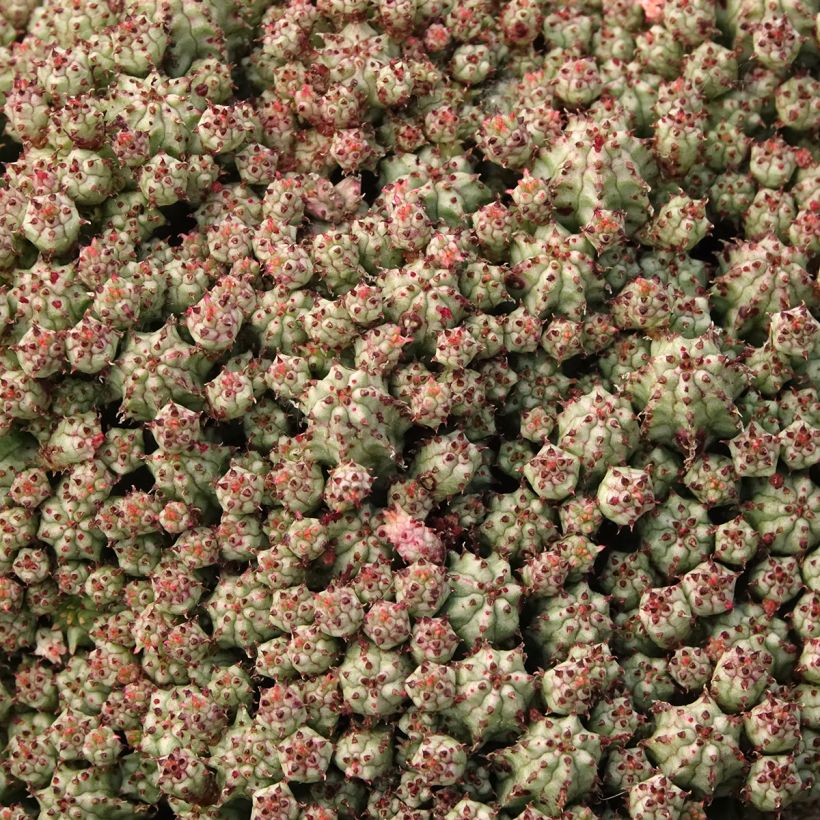 Euphorbia submammillaris - Wolfsmilch (Laub)