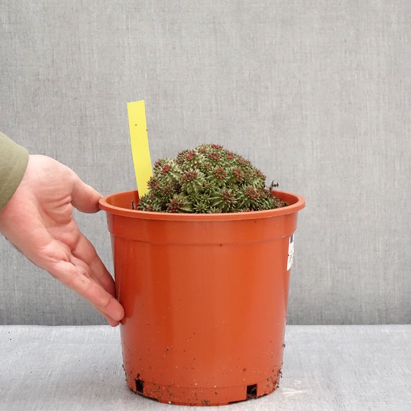 Exemplar von Euphorbia suzannae Topf mit 4L/5L wie im Winter geliefert