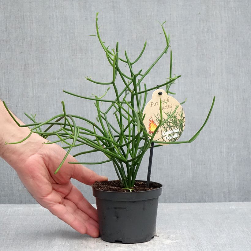 Exemplar von Bleistiftstrauch - Euphorbia tirucalli Topf 12 cm / 13 cm wie im Frühjahr geliefert