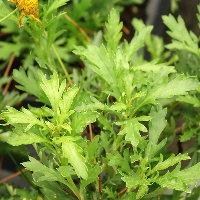 Euryops evansii  (Foliage)