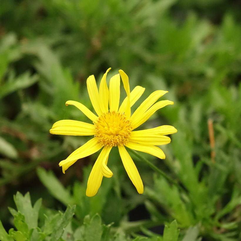 Euryops evansii  (Flowering)