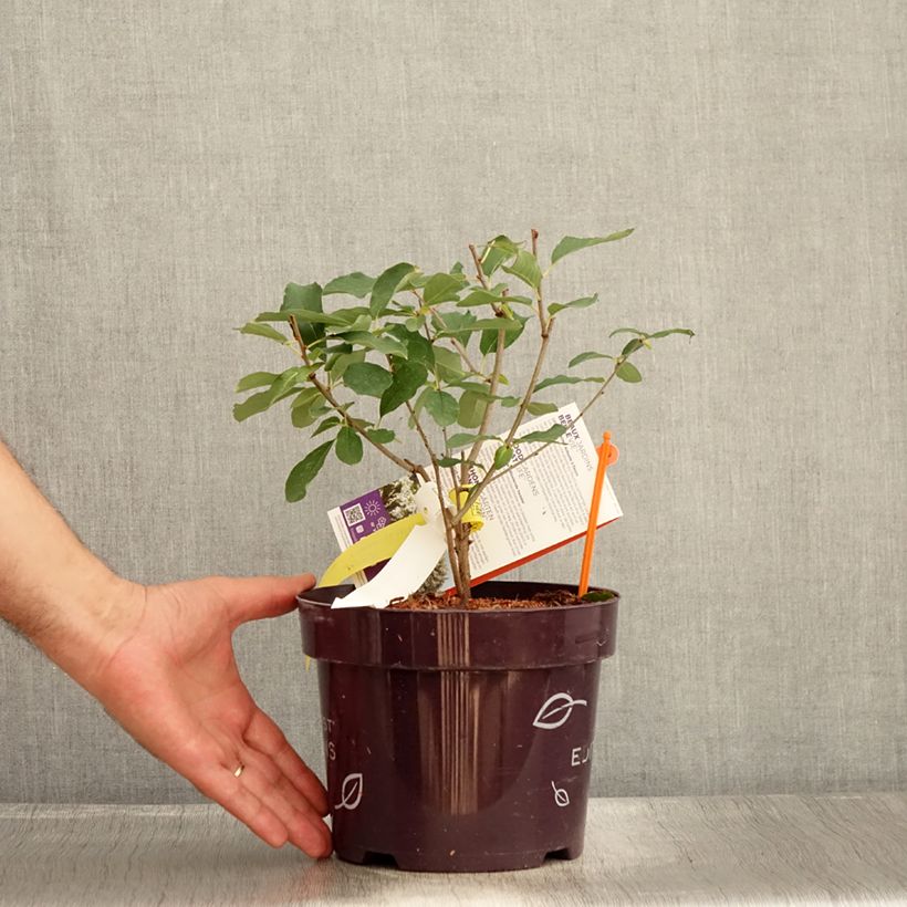 Exemplar von Prunkspiere Lotus Moon - Exochorda macrantha Topf mit 3L/4L wie im Sommer geliefert