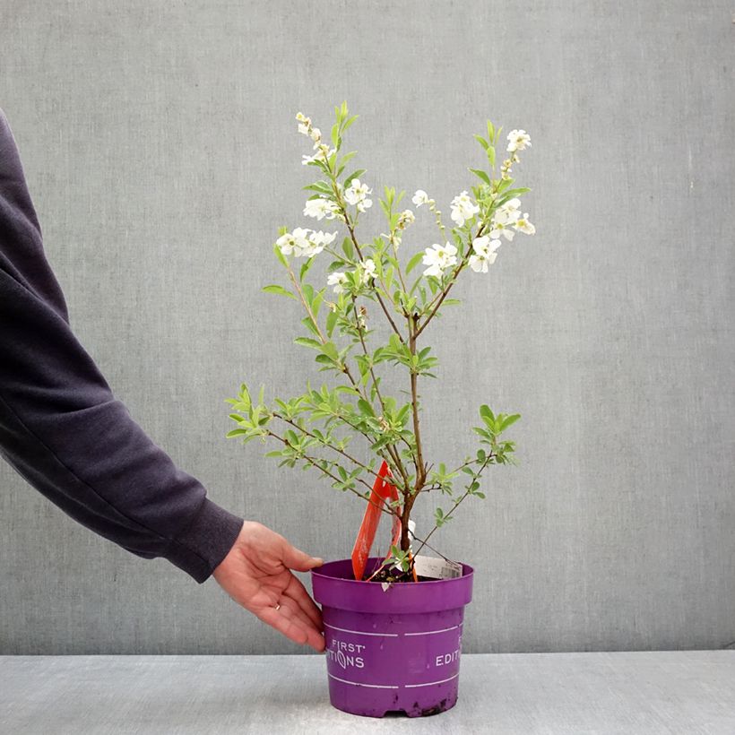 Exemplar von Prunkspiere Lotus Moon - Exochorda macrantha Topf mit 3L/4L wie im Frühjahr geliefert