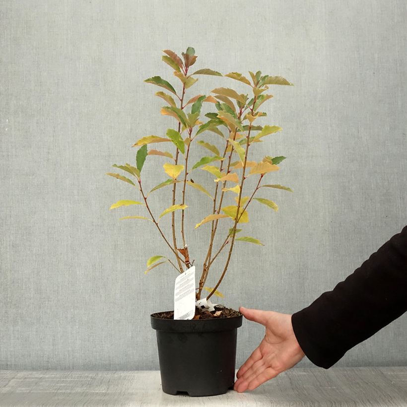 Exemplar von Exochorda racemosa Blushing Pearl Pot de 3L/4L wie im Herbst geliefert
