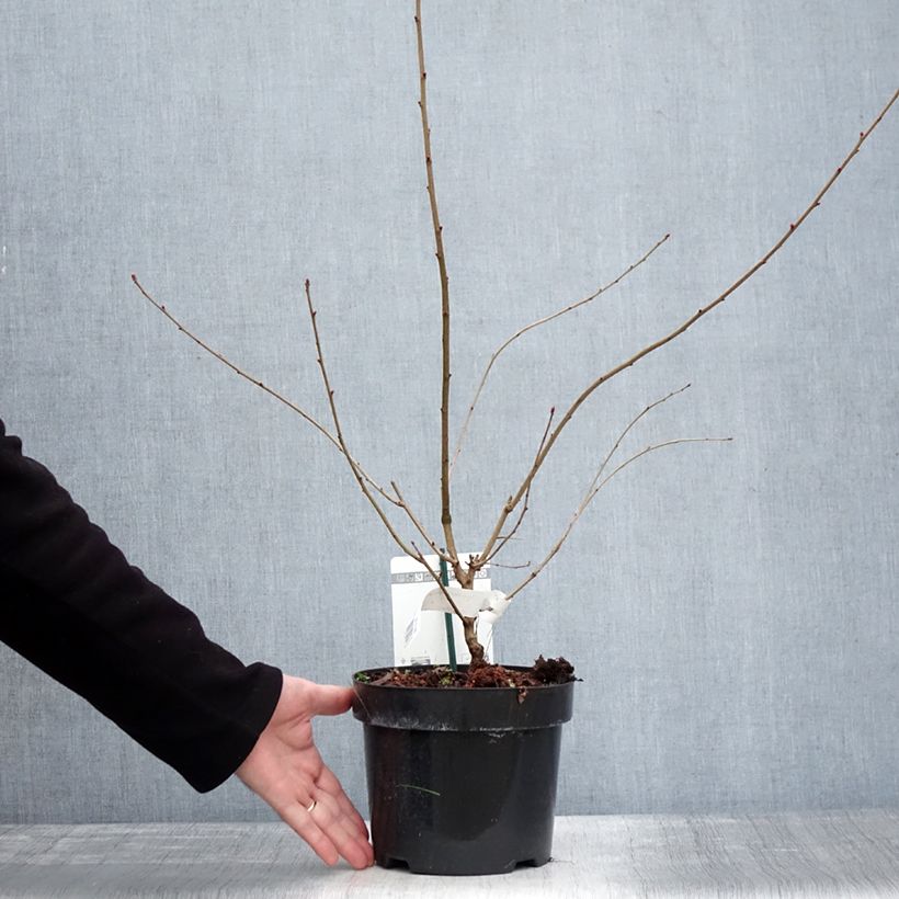 Example of Prunkspiere Blushing Pearl - Exochorda racemosa Topf mit 3L/4L as you get in hiver