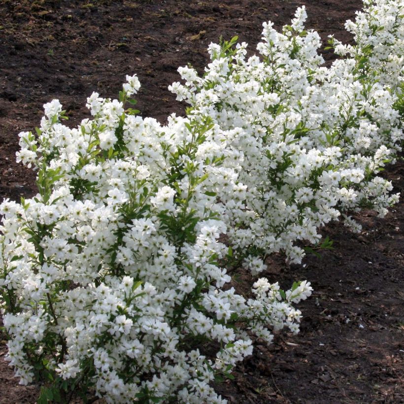 Prunkspiere Niagara - Exochorda racemosa (Wuchs)