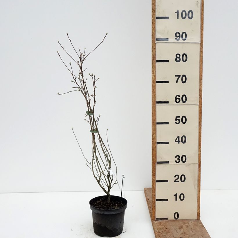 Exemplar von Prunkspiere Snow Mountain - Exochorda racemosa Topf mit 3L/4L wie im Winter geliefert