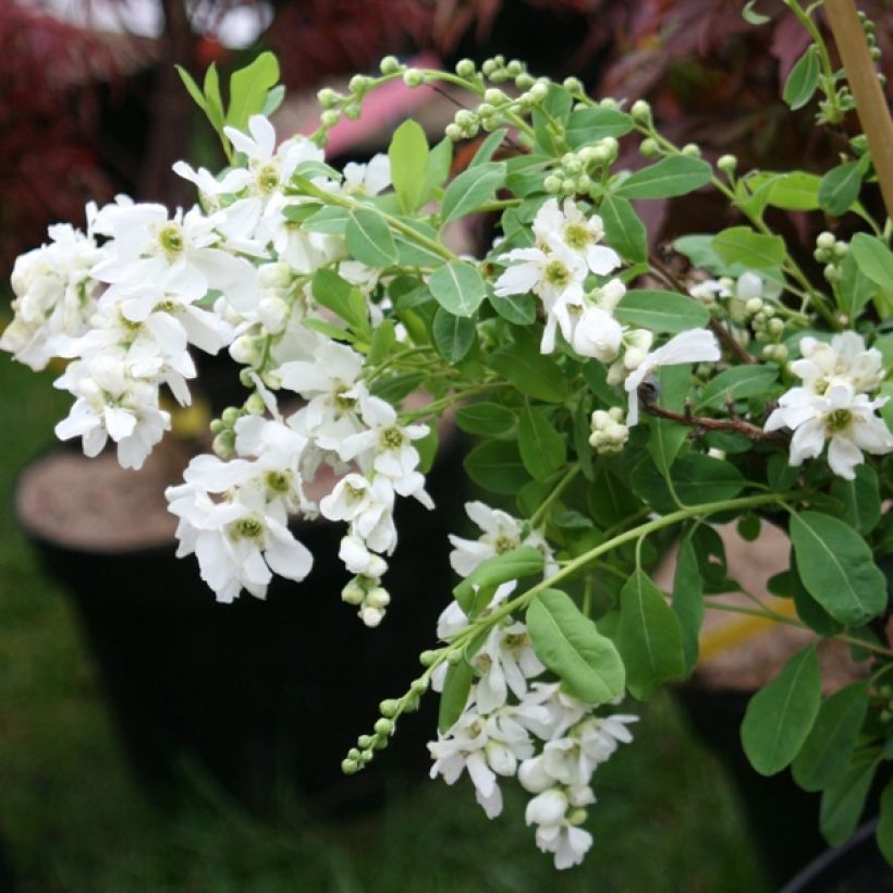 Prunkspiere The Bride - Exochorda macrantha (Wuchs)