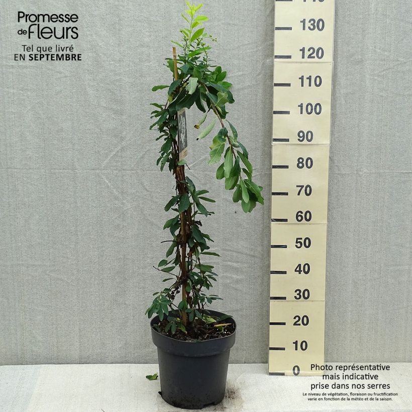 Exemplar von Prunkspiere The Bride - Exochorda macrantha Topf mit 7,5L/10L wie im Herbst geliefert