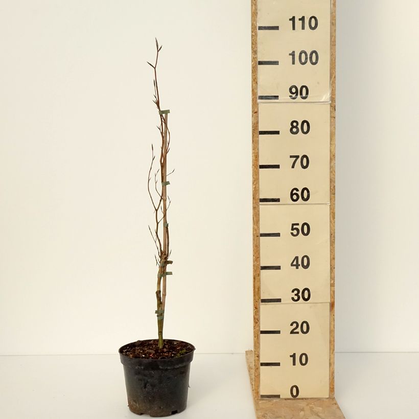 Exemplar von Rotbuche Anny's Red Pillar - Fagus sylvatica Topf mit 4L/5L wie im Winter geliefert