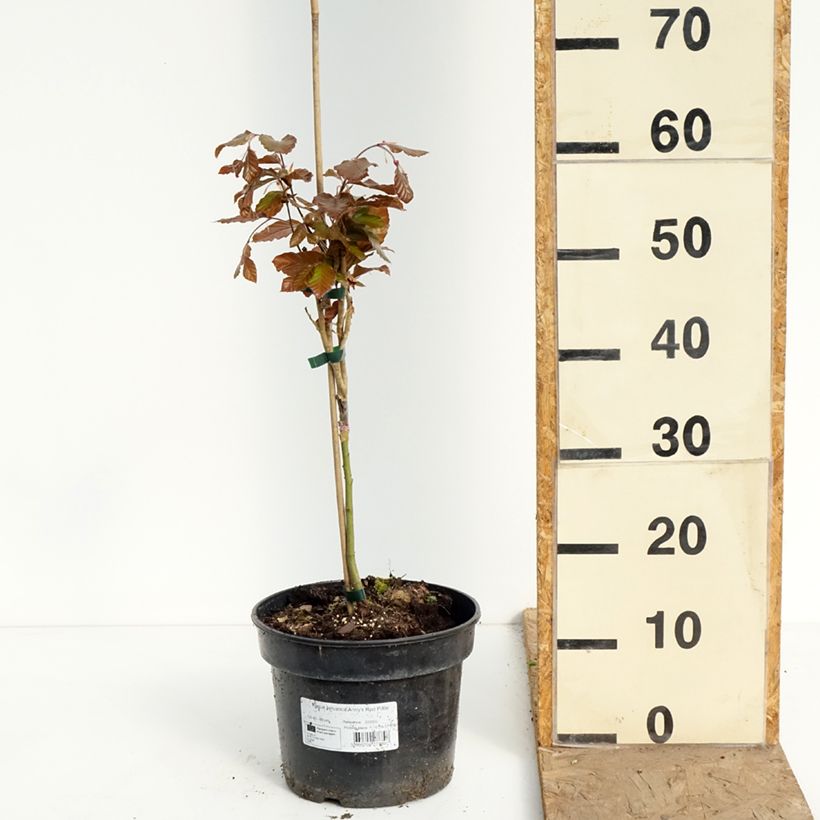 Exemplar von Rotbuche Anny's Red Pillar - Fagus sylvatica Topf mit 4L/5L wie im Frühjahr geliefert
