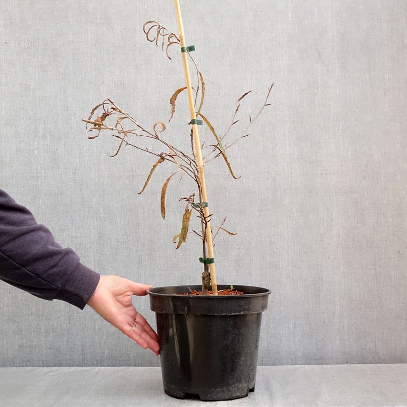 Exemplar von Rotbuche Ansorgei - Fagus sylvatica Topf mit 4L/5L wie im Herbst geliefert
