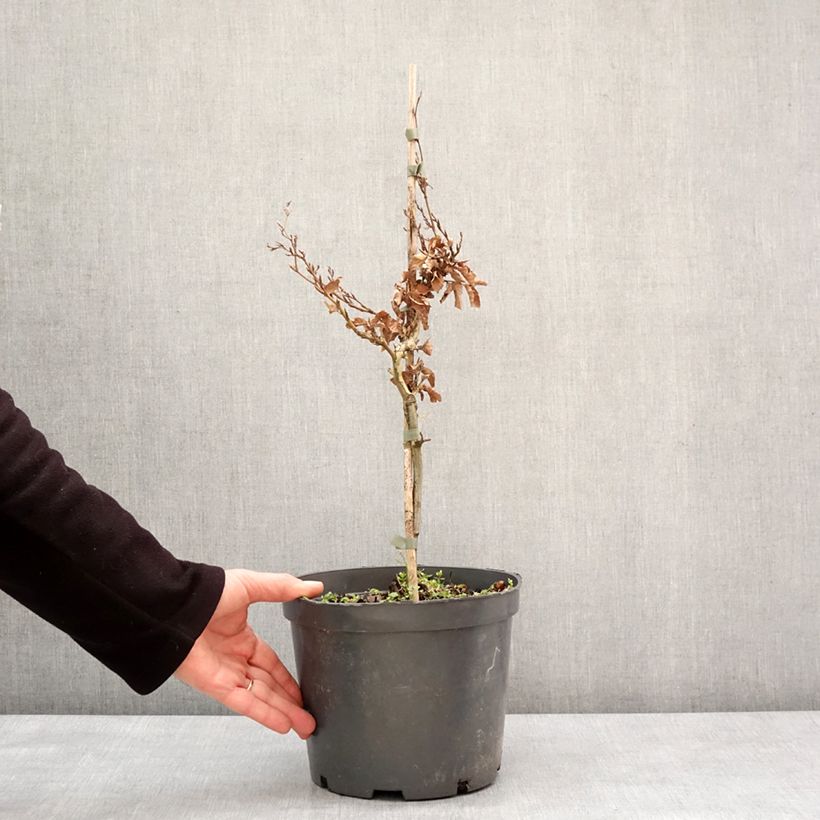 Exemplar von Fagus sylvatica Asterix - Hêtre nain Pot de 4L/5L wie im Winter geliefert