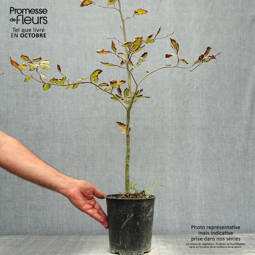 Exemplar von Rotbuche Atropurpurea - Fagus sylvatica Topf mit 2L/3L wie im Herbst geliefert