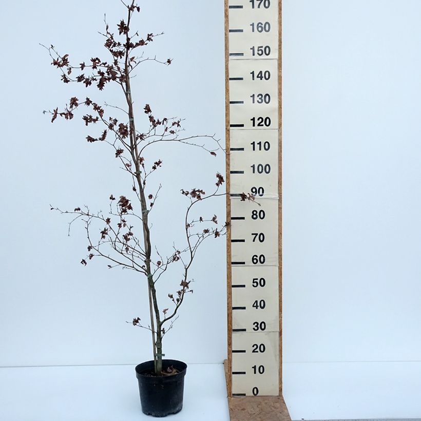 Exemplar von Rotbuche Brathay's Purple - Fagus sylvatica Topf mit 4L/5L wie im Herbst geliefert