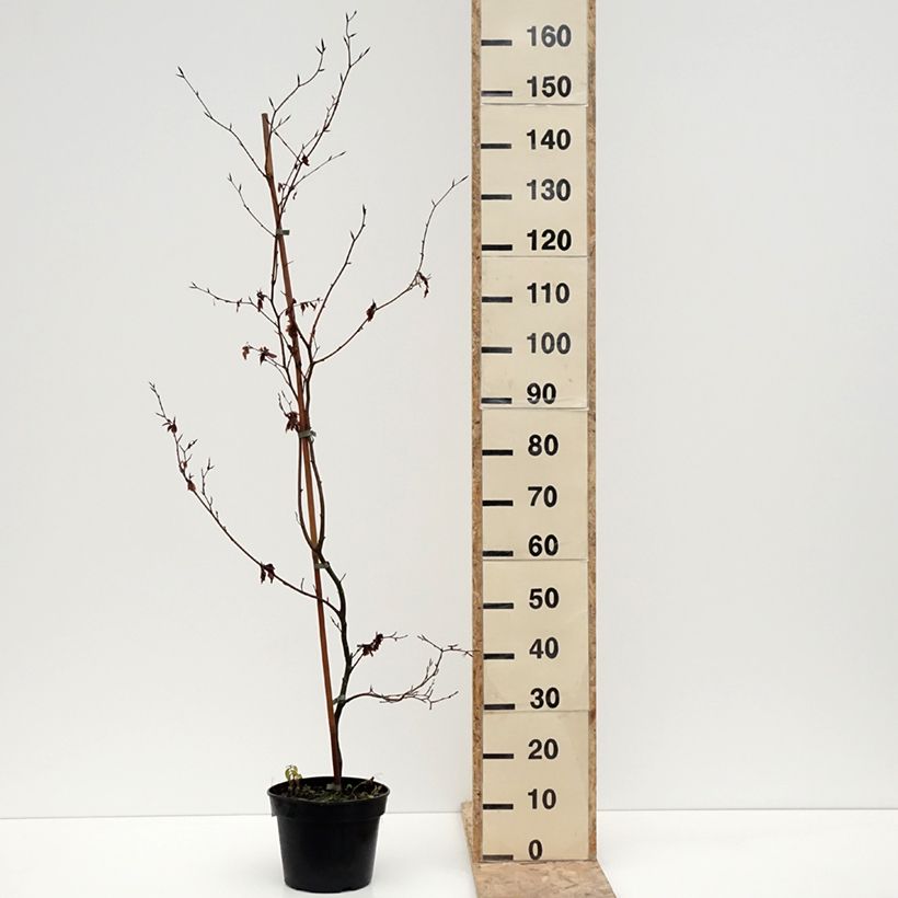 Exemplar von Rotbuche Brathay's Purple - Fagus sylvatica Topf mit 4L/5L wie im Winter geliefert