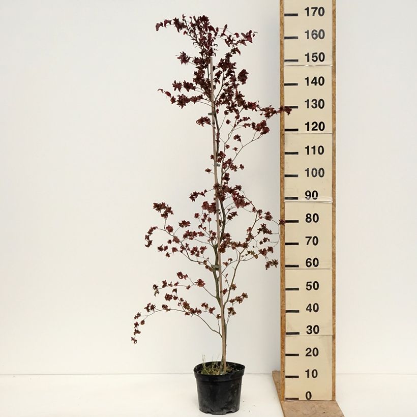 Exemplar von Rotbuche Brathay's Purple - Fagus sylvatica Topf mit 4L/5L wie im Frühjahr geliefert