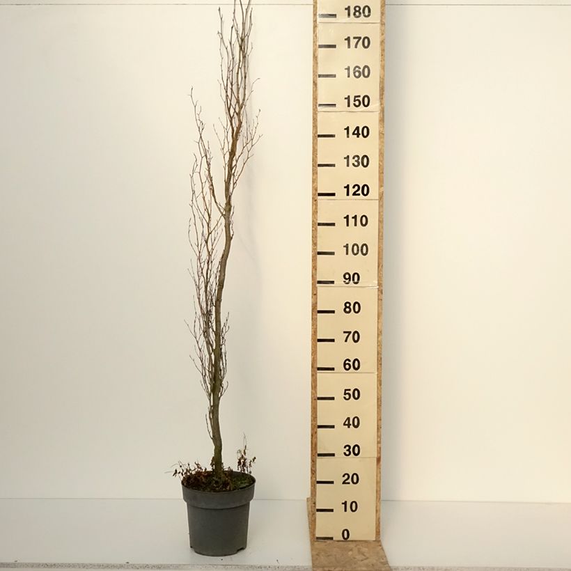 Exemplar von Fagus sylvatica Callista - Hêtre commun Pot de 7,5L/10L wie im Winter geliefert