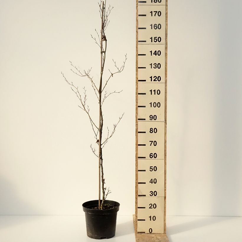 Exemplar von Rotbuche Cristata - Fagus sylvatica Topf mit 7,5L/10L wie im Winter geliefert