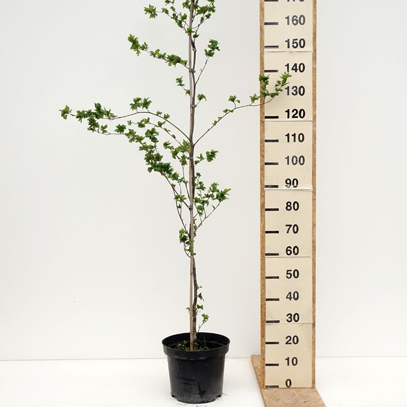 Example of Rotbuche Cristata - Fagus sylvatica Topf mit 7,5L/10L as you get in printemps