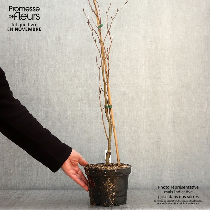 Exemplar von Rotbuche Dawyck Gold - Fagus sylvatica Topf mit 2L/3L wie im Herbst geliefert
