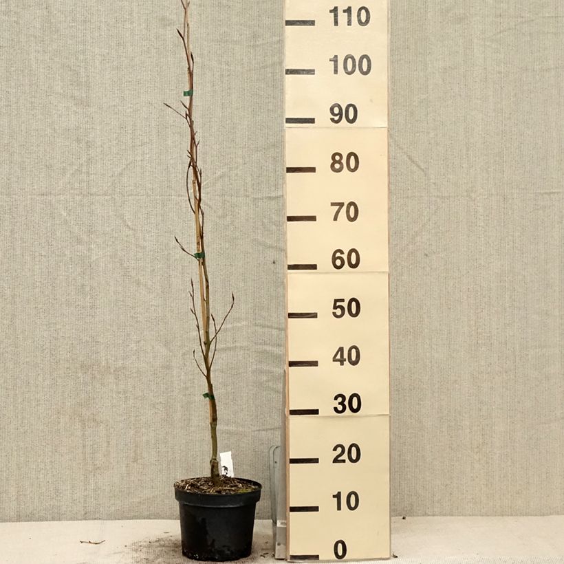 Example of Rotbuche Dawyck Gold - Fagus sylvatica Topf mit 2L/3L as you get in printemps