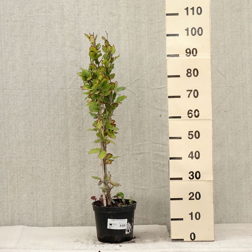Exemplar von Rotbuche Dawyck Gold - Fagus sylvatica Topf mit 4L/5L wie im Sommer geliefert