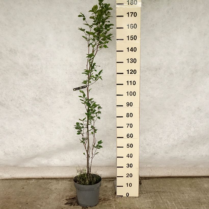 Exemplar von Rotbuche Dawyck - Fagus sylvatica Topf mit 4L/5L wie im Sommer geliefert