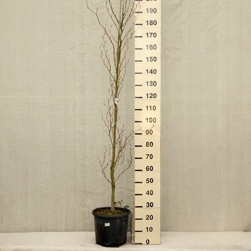 Example of Rotbuche Dawyck Purple - Fagus sylvatica Topf mit 12L/15L as you get in printemps