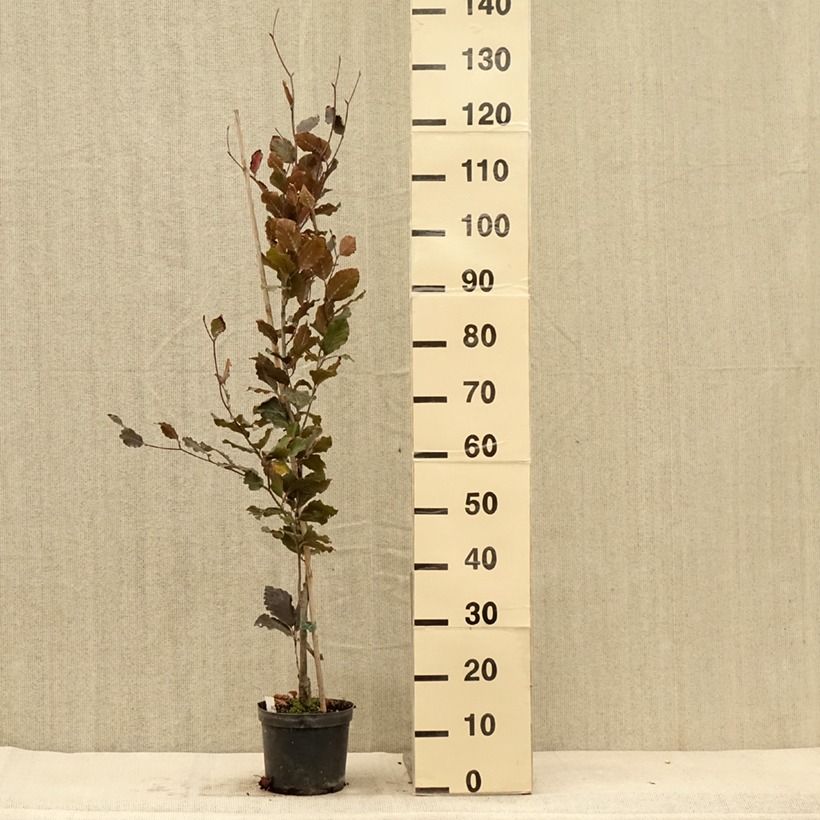 Exemplar von Rotbuche Dawyck Purple - Fagus sylvatica Topf mit 2L/3L wie im Herbst geliefert