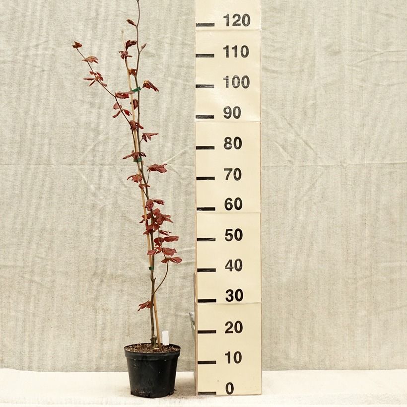 Example of Rotbuche Dawyck Purple - Fagus sylvatica Topf mit 2L/3L as you get in printemps