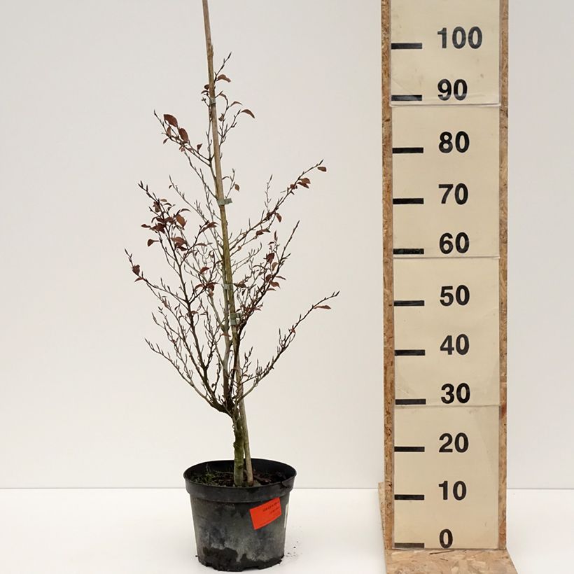 Exemplar von Fagus sylvatica Felderbach - Hêtre nain Pot de 4L/5L wie im Winter geliefert