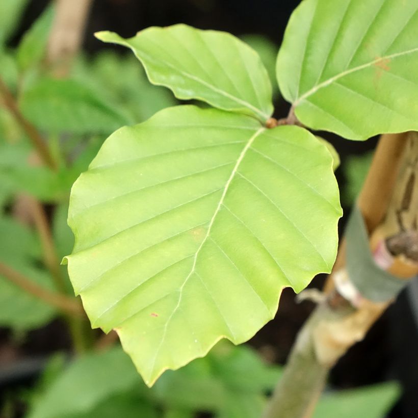 Rotbuche Franken - Fagus sylvatica (Laub)