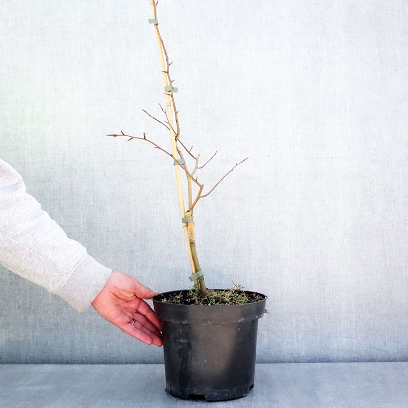 Exemplar von Rotbuche Franken - Fagus sylvatica Topf mit 4L/5L wie im Frühjahr geliefert