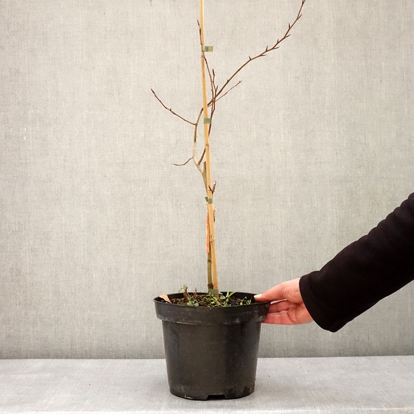 Exemplar von Fagus sylvatica Franken - Hêtre nain panaché de blanc Pot de 4L/5L wie im Winter geliefert