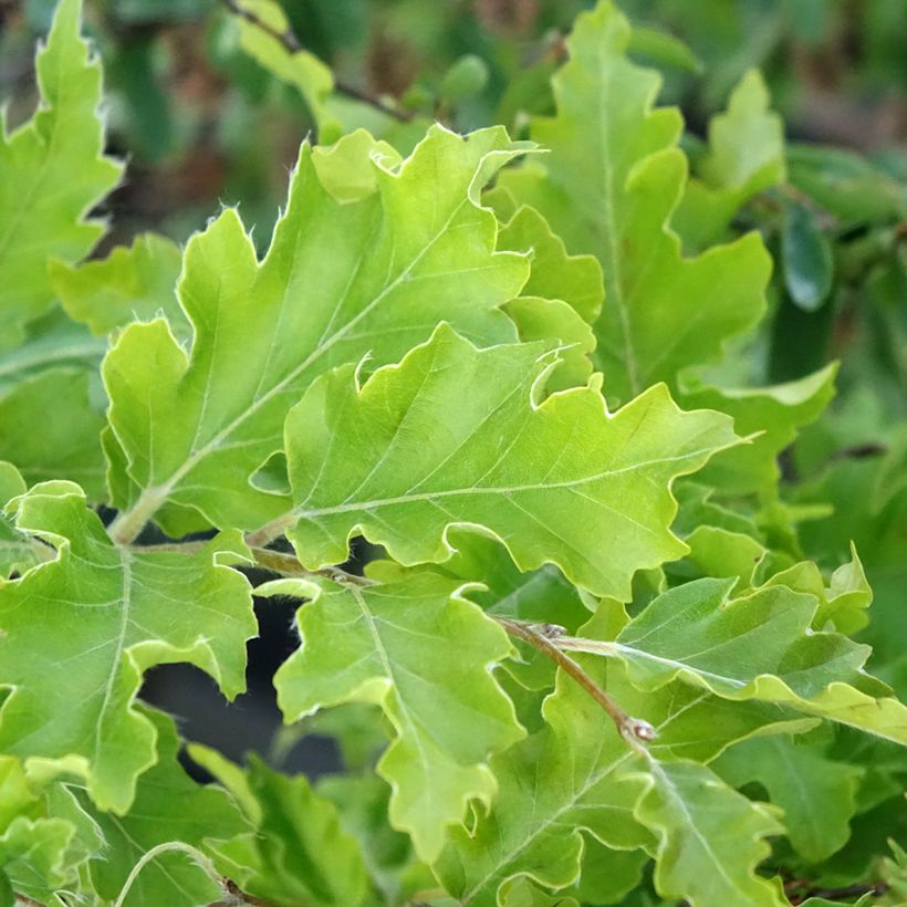 Rotbuche Interrupta - Fagus sylvatica (Laub)